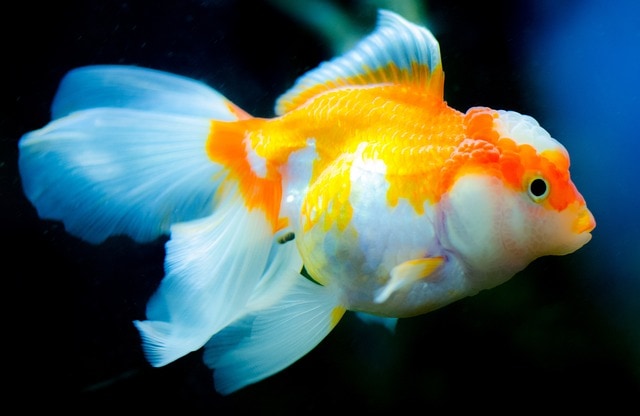 colourful goldfish