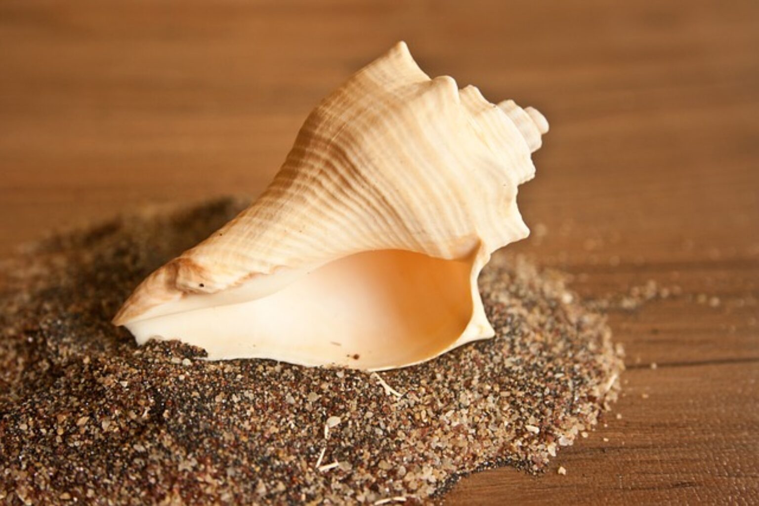 The Conch Shell in Culture and Spirituality Symbol Sage