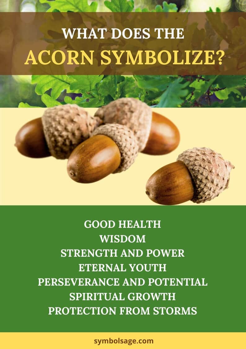 Acorn meaning symbolism