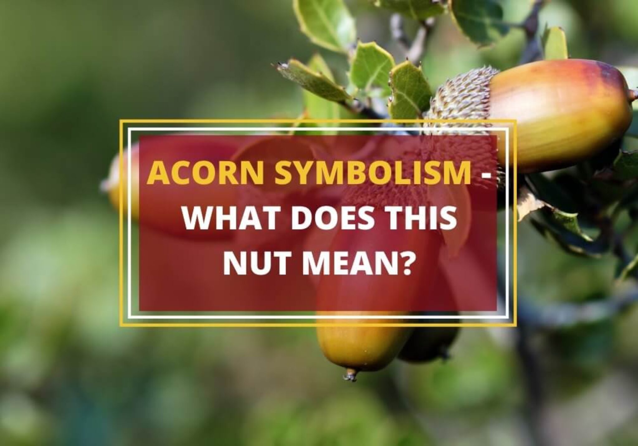 prophetic acorn meaning