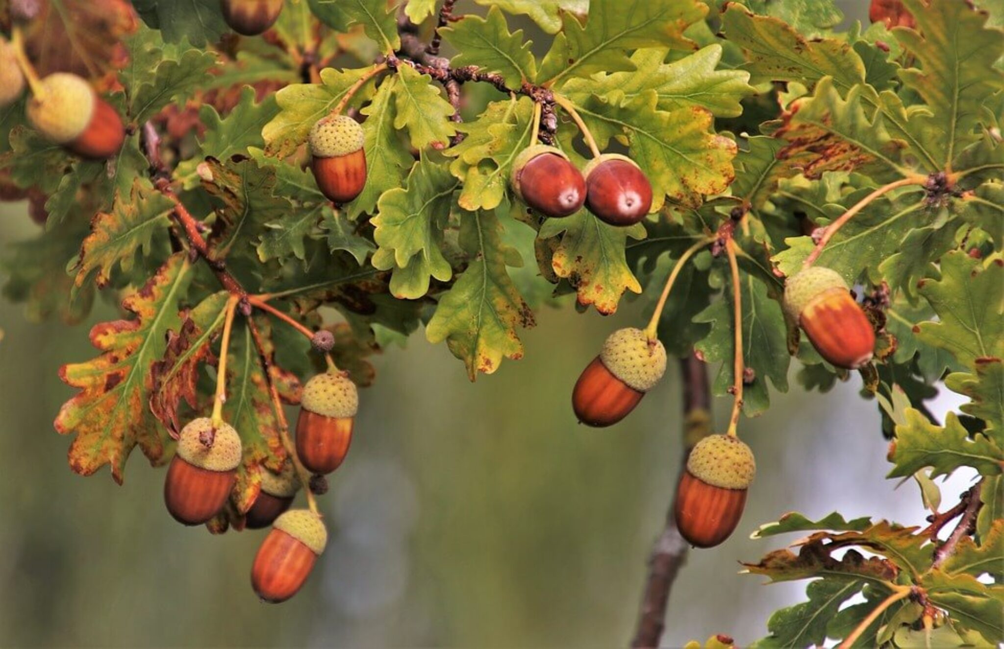 acorn meaning symbolism