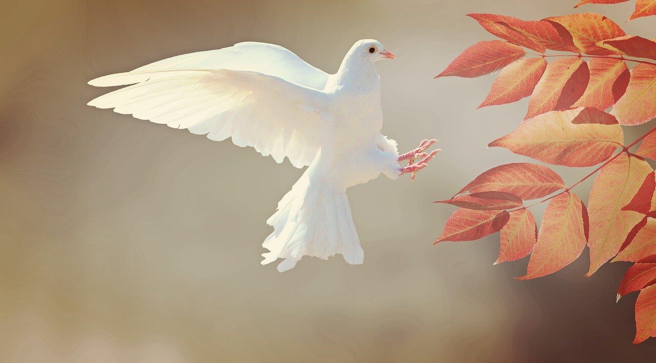 dove flying as peace symbol