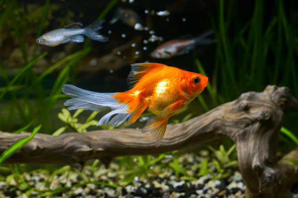 a goldfish