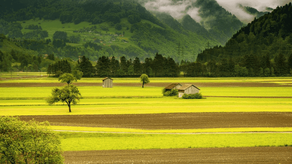 Green fields nature