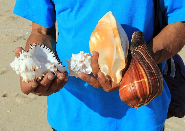 holding conch shells