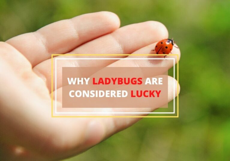 Why ladybugs are considered lucky symbols