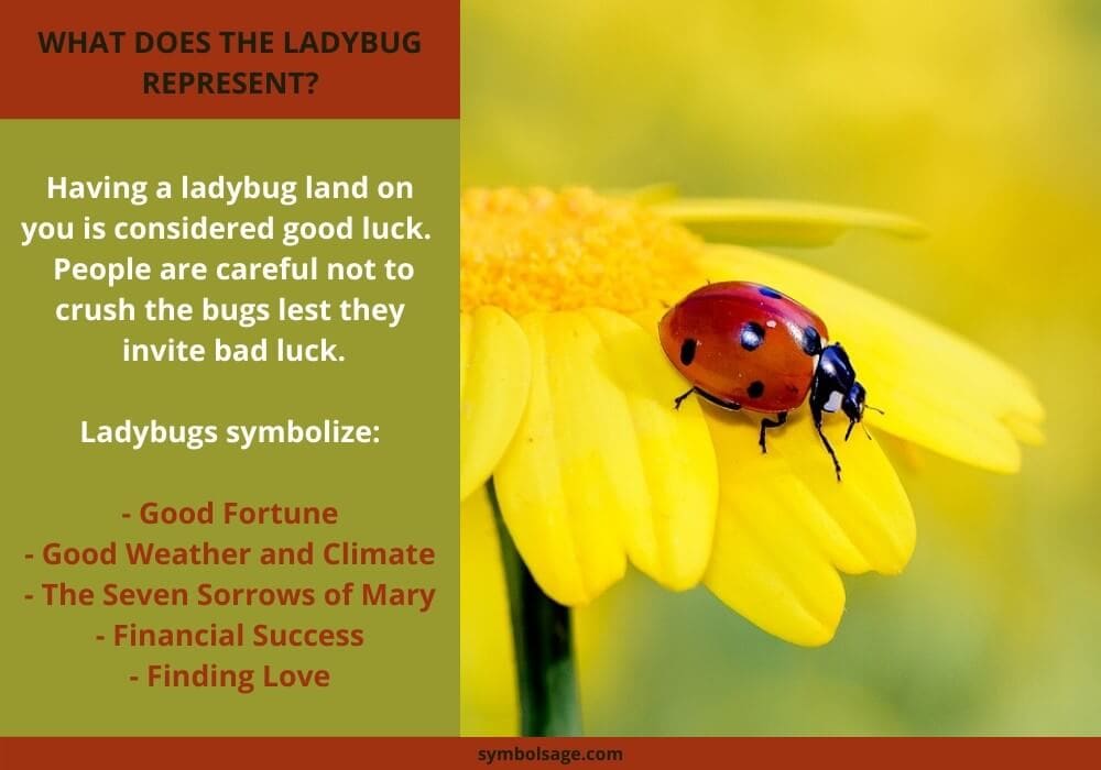 Why Ladybugs Are Considered Lucky Symbols Symbol Sage Why Ladybugs Are Considered Lucky Symbols Symbol Sage