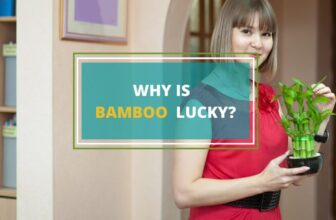 lucky bamboo symbol