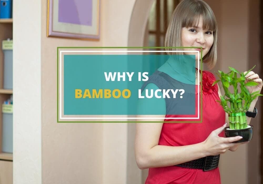 lucky bamboo symbol