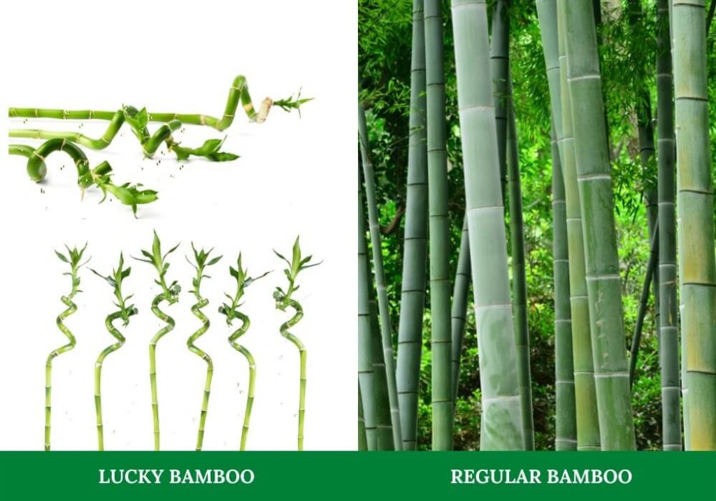 Lucky Bamboo Why Is It a Lucky Symbol? Symbol Sage