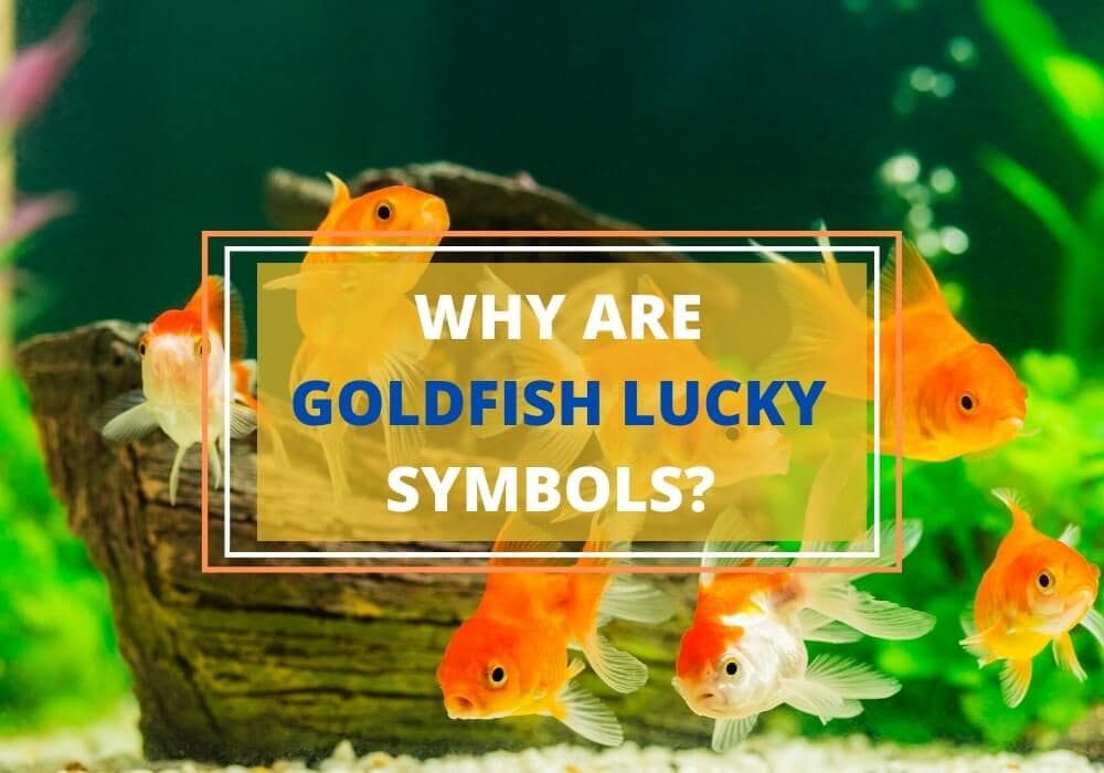 Lucky goldfish symbolism