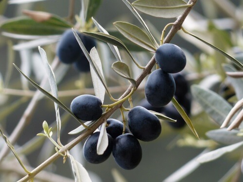 Olive branch as peace symbol