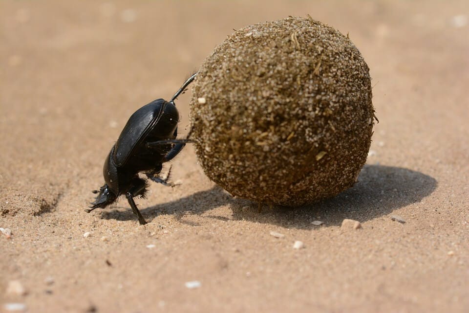 Scarab dung beetle