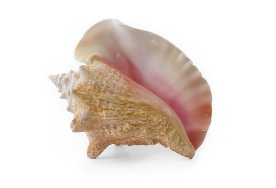 Conch shell meaning