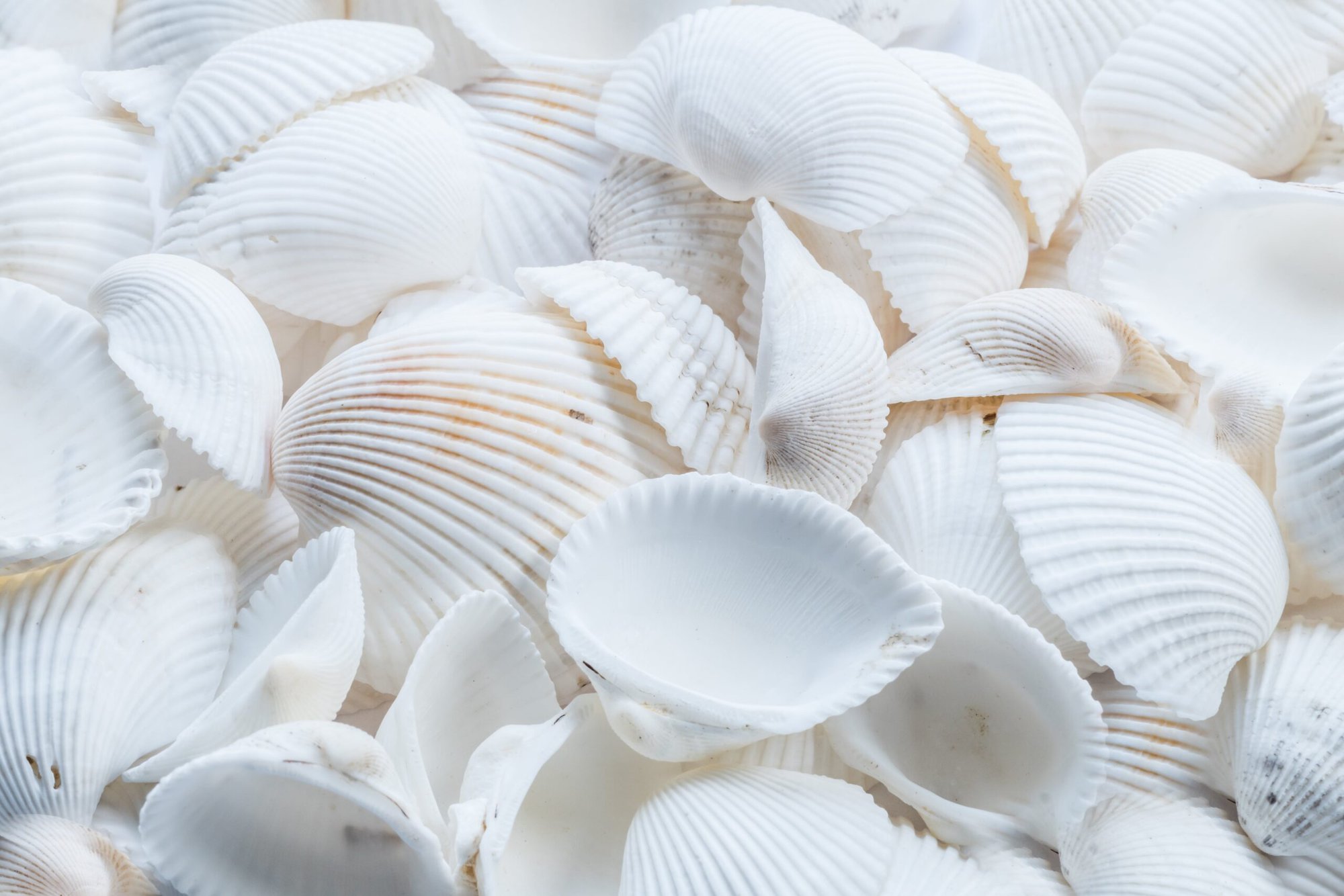 white seashells
