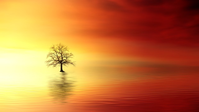 a tree in sunset
