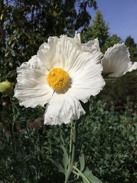 a white poppy with yellow middle