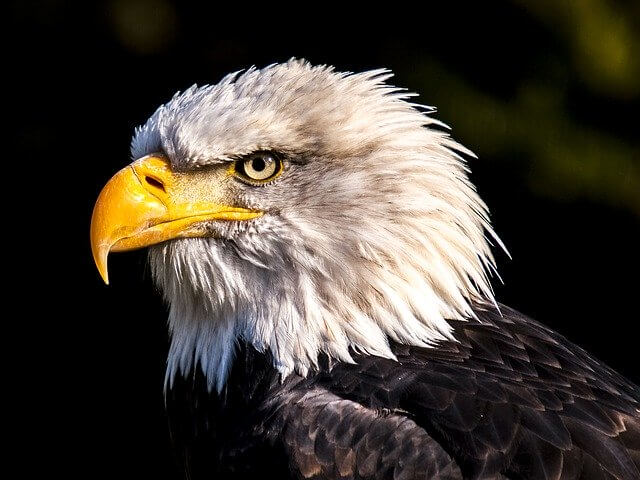 Bald eagle USA