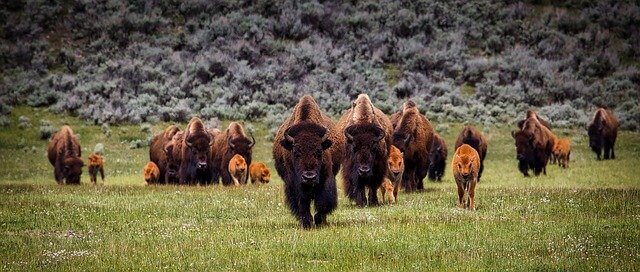 Bison in North America
