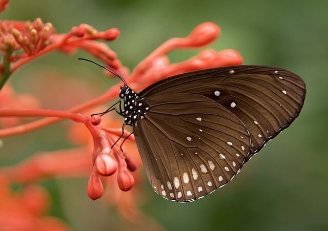 Butterfly symbol of rebirth