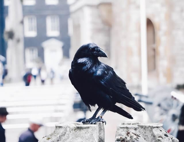 Crow death symbol