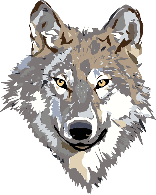gray appenine wolf