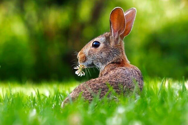 Irish hare