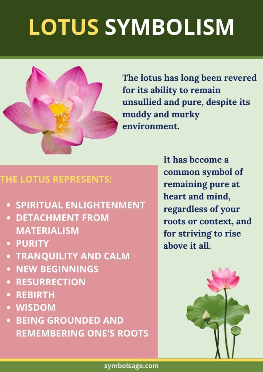 Lotus Flower Symbolism and Meaning Symbol Sage