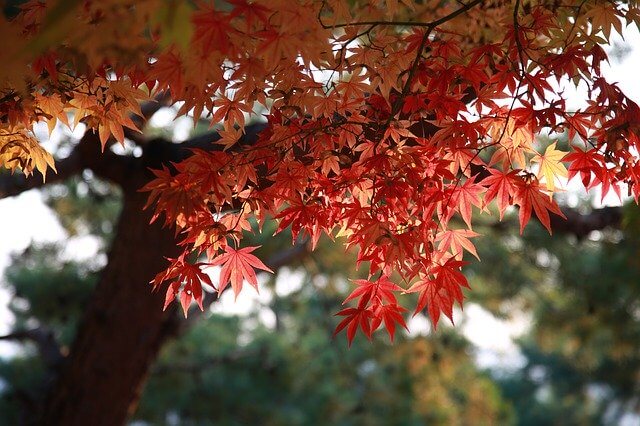 Maple leaf and tree
