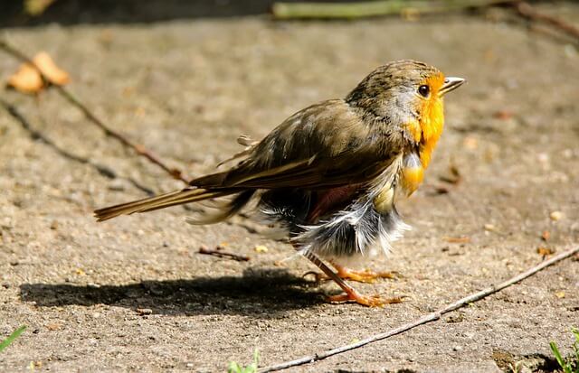 moulting bird