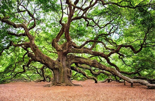 Old oak tree