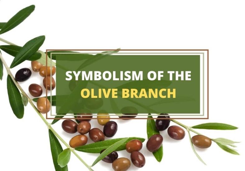 Why Is the Olive Branch a Symbol of Peace? Symbol Sage