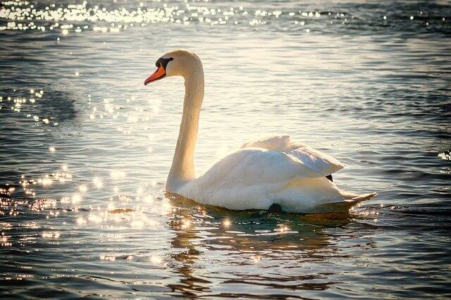 Swan symbol of love
