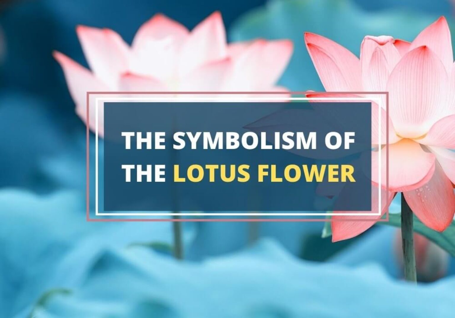 Lotus Flower Meaning Purity Enlightenment And Resilience
