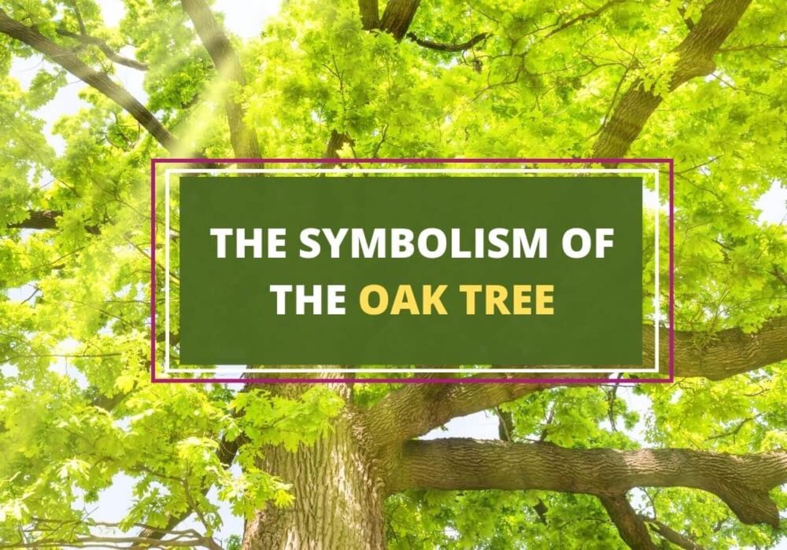 Symbolism Of Oak Tree 1536x1075 