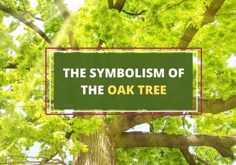 Symbolism of oak tree