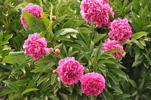 What are peonies