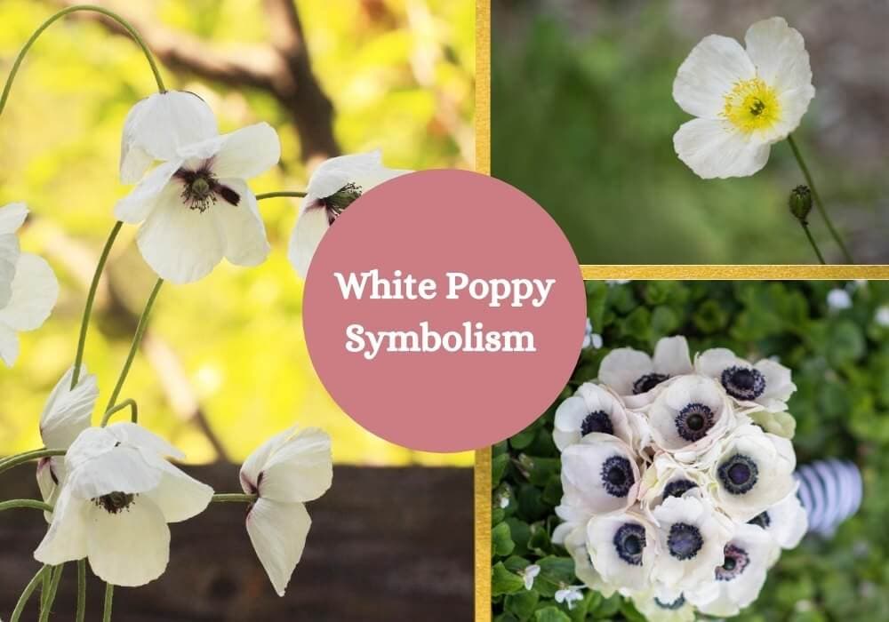White poppy symbolism and meaning