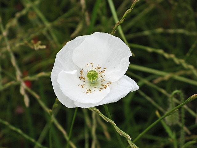 a white poppy