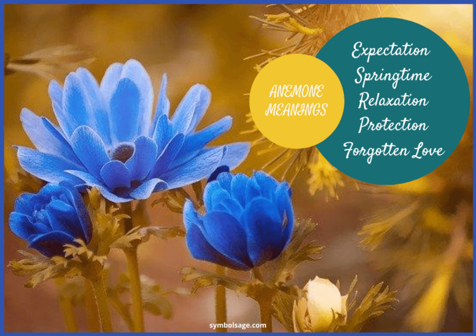 Anemone Flower Meaning and Symbolism Symbol Sage