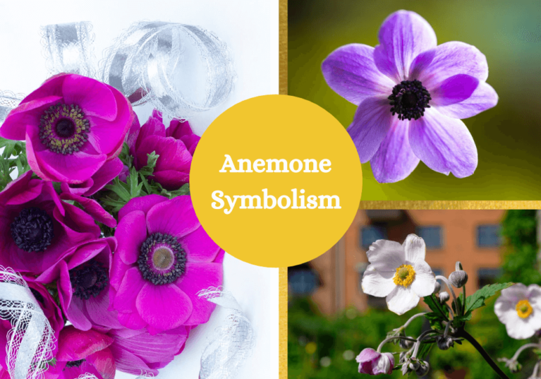Anemone Flower Meaning and Symbolism Symbol Sage