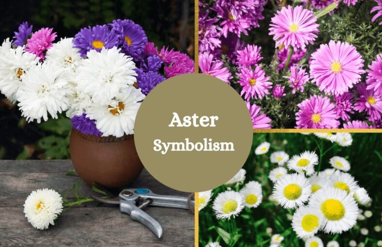 Aster Meaning and Symbolism Symbol Sage