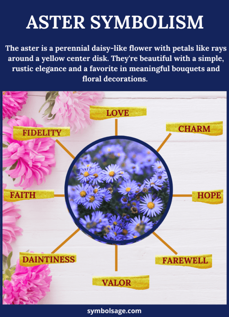 Aster – Meaning and Symbolism - Symbol Sage