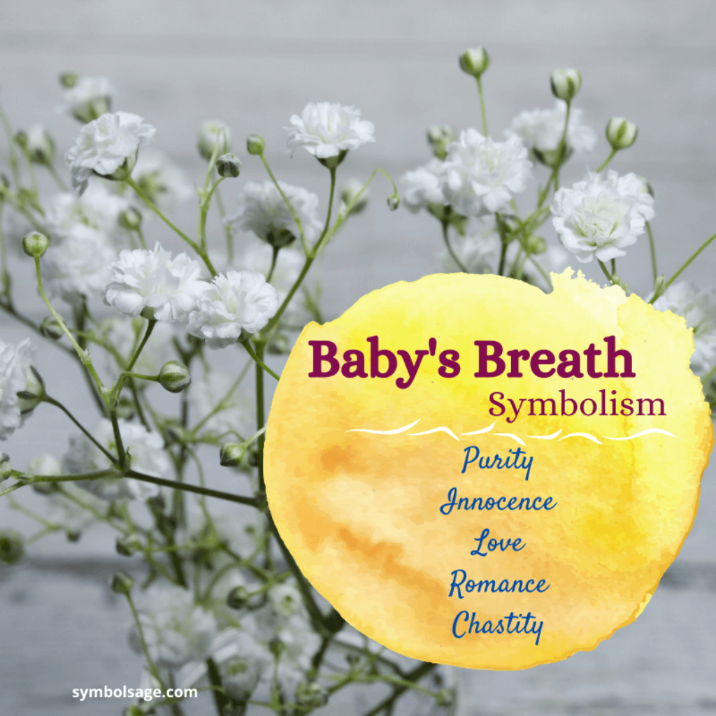 Babys breath symbolism