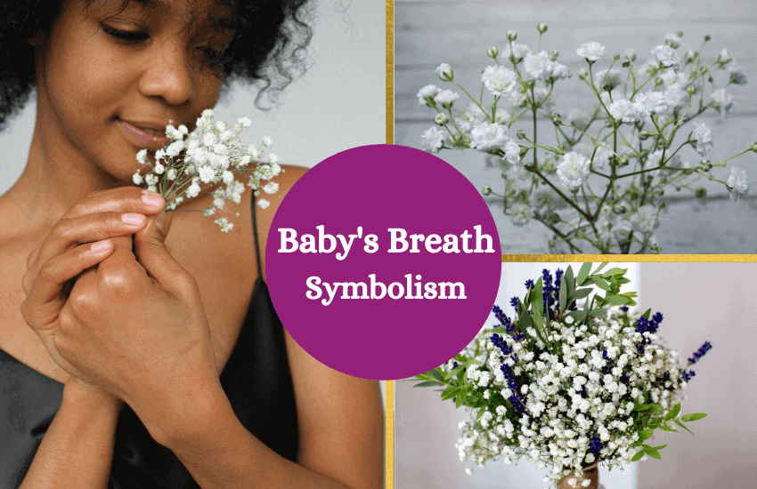 Babys breath symbolism and meaning