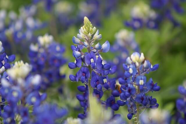 Bluebonnet flower Texas