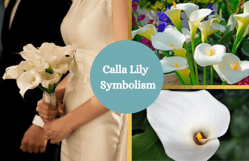Calla lily symbolism