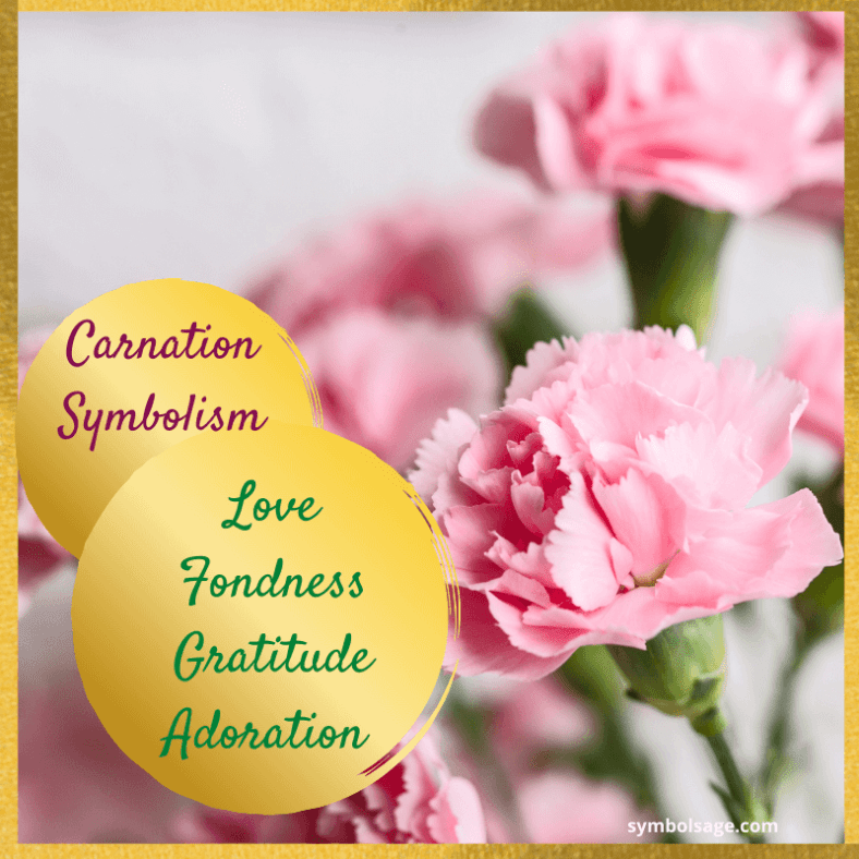 Carnation Flower Meaning and Symbolism Symbol Sage