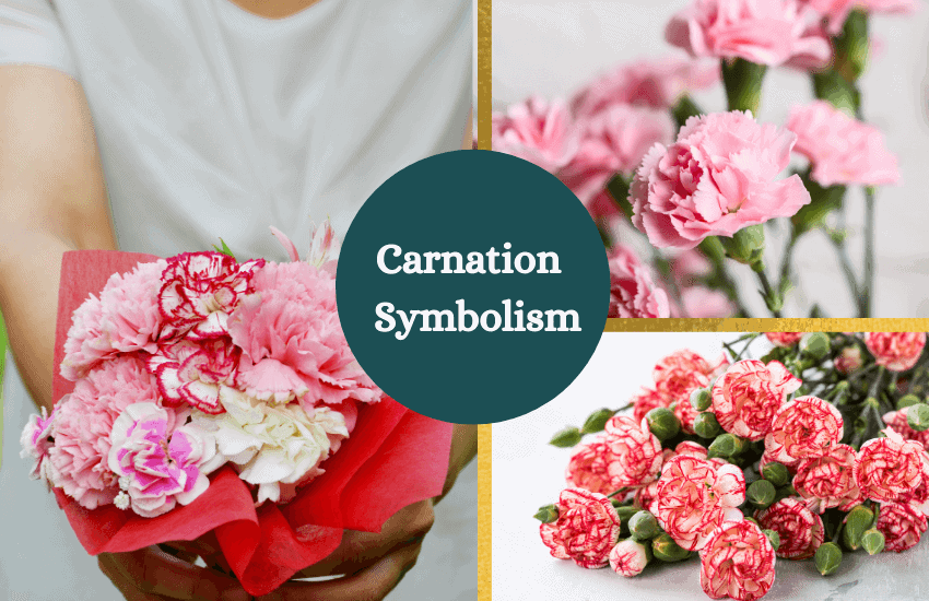 Carnation meaning and symbolism