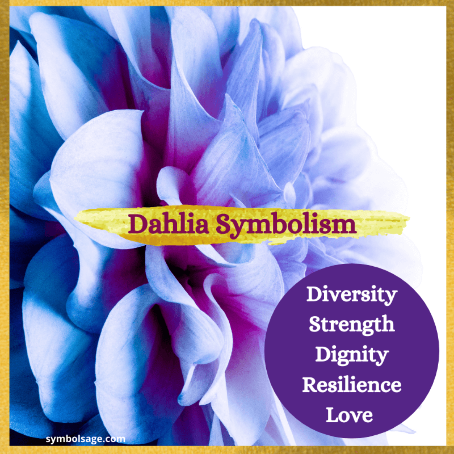 Dahlia Meaning and Symbolism Symbol Sage